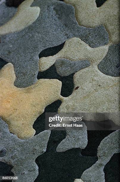 Patterns in the bark of a plane tree, New York City, September 1963.