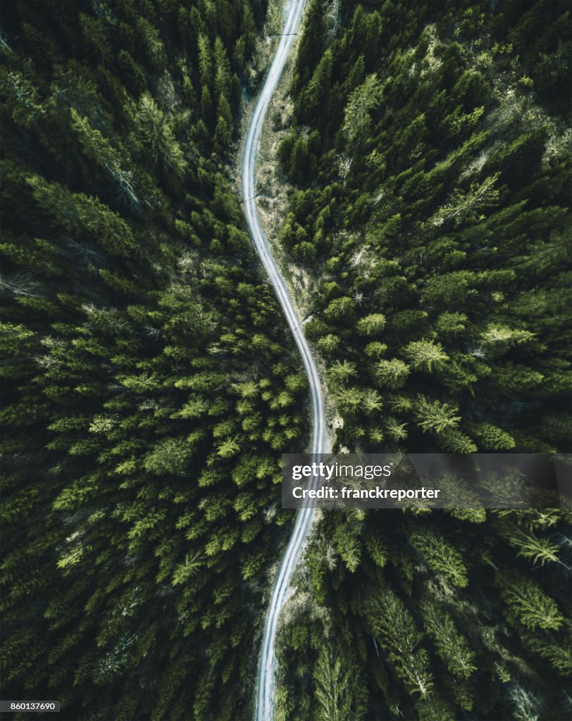 Confirous tree forest aerial view in north america