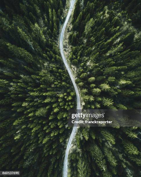 confirous tree forest aerial view in north america - cascade mountain range stock pictures, royalty-free photos & images