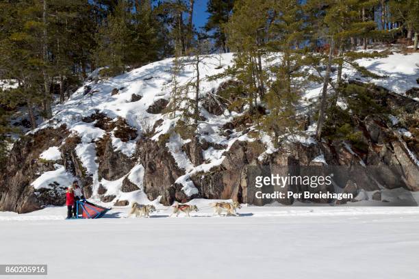 dog sledding by cliff in northern minnesota - ely minnesota stock pictures, royalty-free photos & images