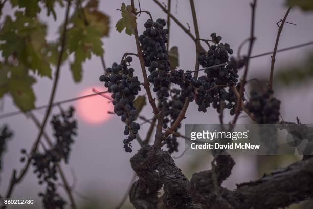The sun shines through smoke from the Atlas Fire behind grape vines on October 11, 2017 near Napa, California. In one of the worst wildfires in state...