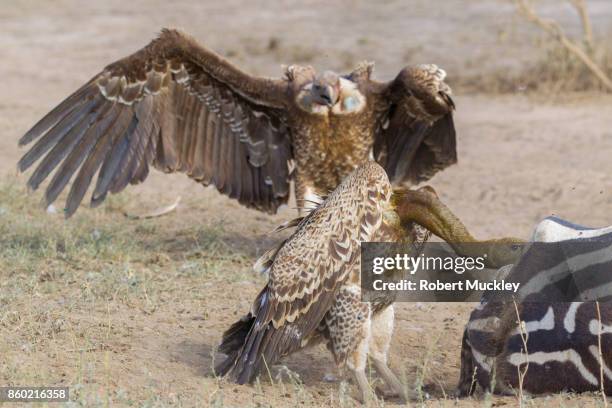 scavenging vultures - ruppells griffon vulture stockfoto's en -beelden