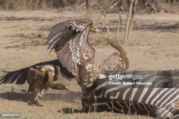 squabbling vultures - ruppells griffon vulture stockfoto's en -beelden