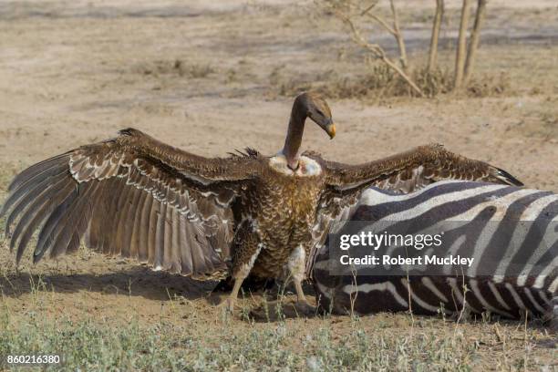 the victor - ruppells griffon vulture stockfoto's en -beelden