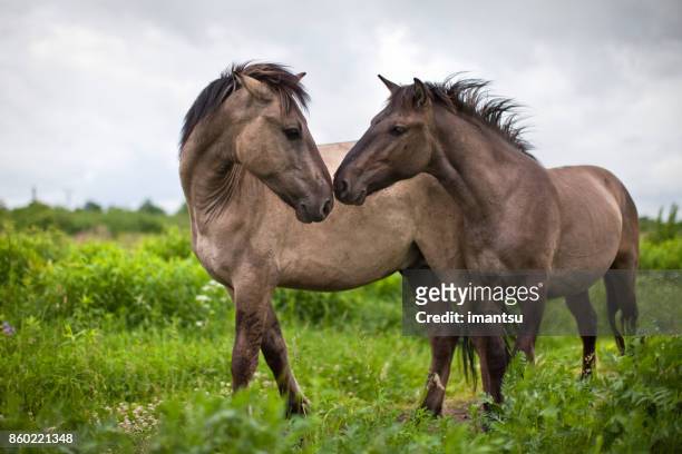 dialogo di una coppia di cavalli selvaggi - cavallo equino foto e immagini stock