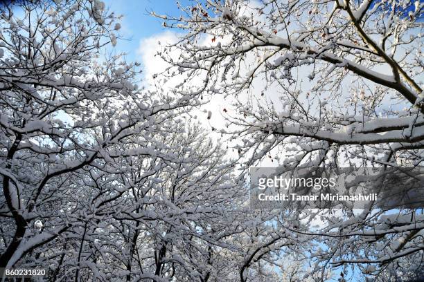 snow on trees - tamar mirianashvili stock-fotos und bilder
