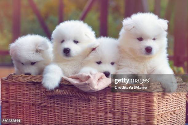 samojeed hond-puppies - samojeed stockfoto's en -beelden