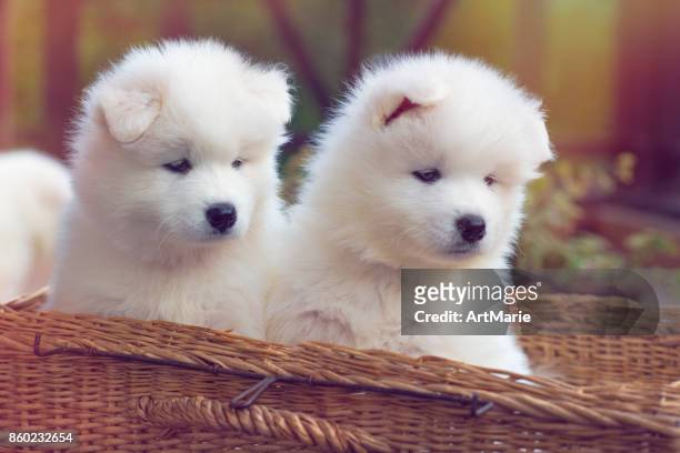 samojeed hond-puppies - samojeed stockfoto's en -beelden