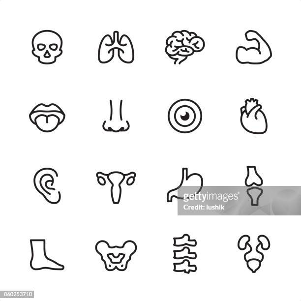 human anatomy - outline icon set - hip body part stock illustrations