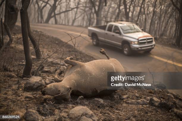 The body of a cow that died in the Atlas Fire is seen in Soda Canyon on October 11, 2017 near Napa, California. In one of the worst wildfires in...