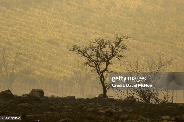 Vineyard on Napa's Silverado Trail is seen next to land blackened the Atlas Fire on October 11, 2017 near Napa, California. In one of the worst...