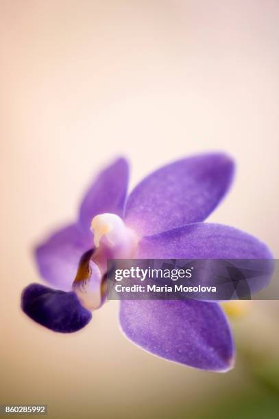 lavender blue doritaenopsis orchid purple martin 'champion' - doritaenopsis stock pictures, royalty-free photos & images