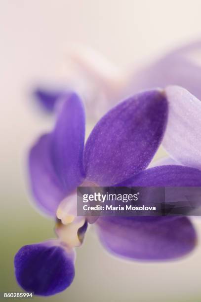 lavender blue doritaenopsis orchid purple martin 'champion' - doritaenopsis stock pictures, royalty-free photos & images