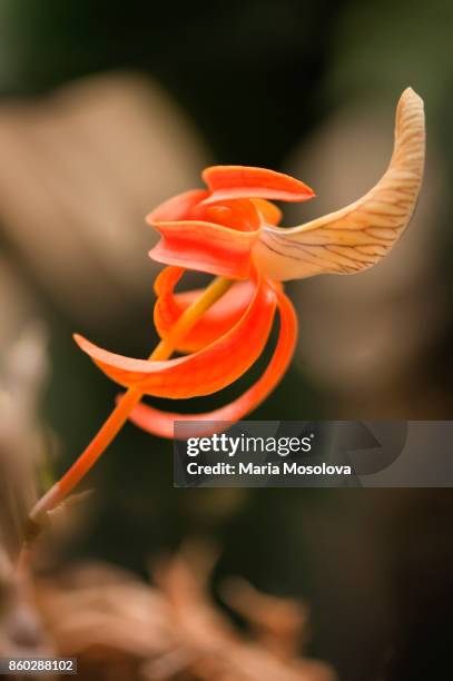 dendrobium unicum orchid plant in flower - orchid dendrobium single stem foto e immagini stock
