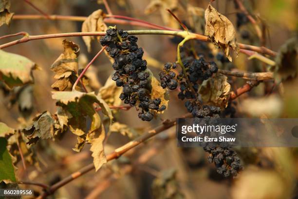 Wine grapes are destroyed by the Tubbs Fire on October 11, 2017 in Kenwood, California. In one of the worst wildfires in state history, more than...