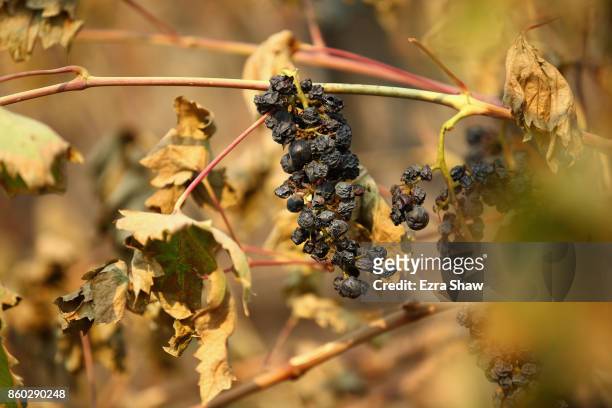 Wine grapes are destroyed by the Tubbs Fire on October 11, 2017 in Napa, California. In one of the worst wildfires in state history, more than 2,000...