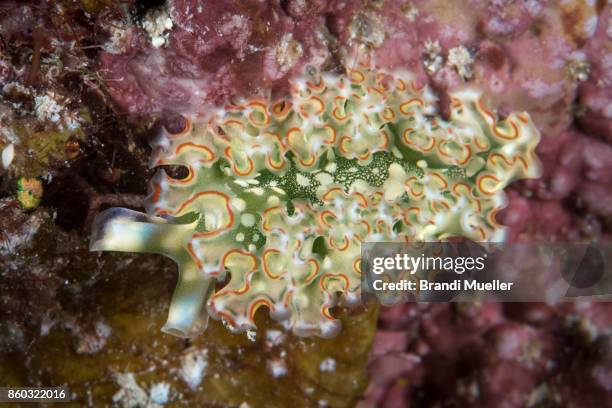 lettus sea slug - elysia crispata - crispata stock pictures, royalty-free photos & images