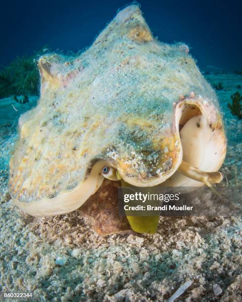 conch - mollusk fotografías e imágenes de stock