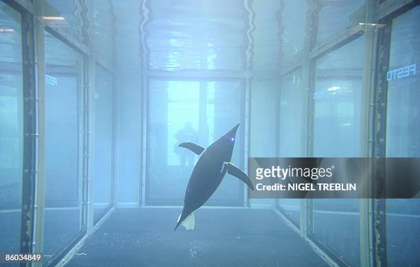 An autonomic "AquaPenguin" swims in a pool at the stand of the Festo company on April 19, 2009 at the fair grounds in Hanover, central Germany, where...