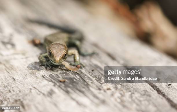a cute baby common lizard (lacerta zootoca vivipara) eating an insect on a log. - lacerta vivipara stock pictures, royalty-free photos & images