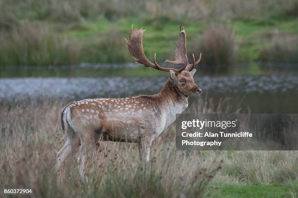 fallow deer stag - dama game stock pictures, royalty-free photos & images