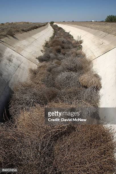 Dried-up irrigation canal is filled with tumbleweeds on April 19, 2009 near Tranquility, California. Central Valley farmers and farm workers are...