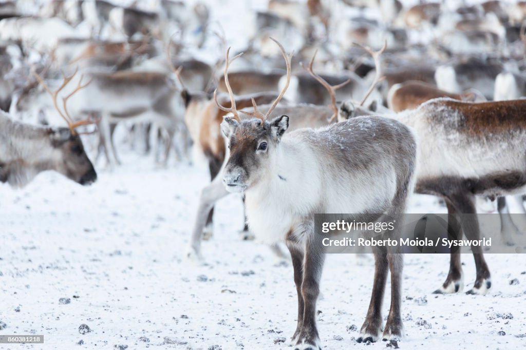 Reindeer, Abisko National Park, Sweden