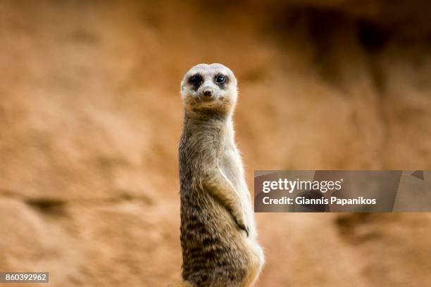 suricata - mongoose stockfoto's en -beelden