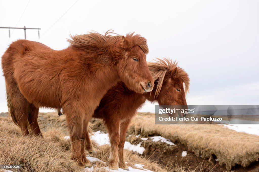 Two Icelandic horses near Borgarnes at west part of Iceland