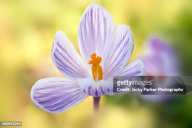 close-up image of a spring flowering purple striped crocus flower against a soft bright background. - lymington stock pictures, royalty-free photos & images