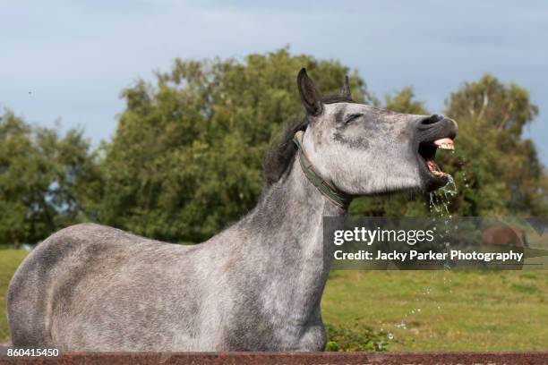 new forest pony making a face after drinking from a stone water trough near lyndhurst, new forest, hampshire, uk - horse trough 個照片及圖片檔