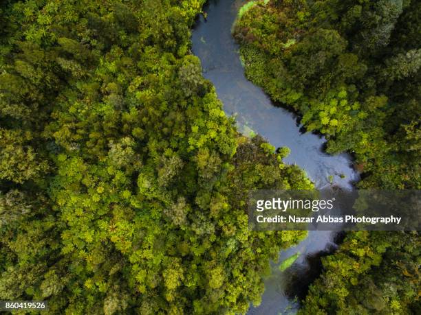 Aerial view of river flowing through dense forest.