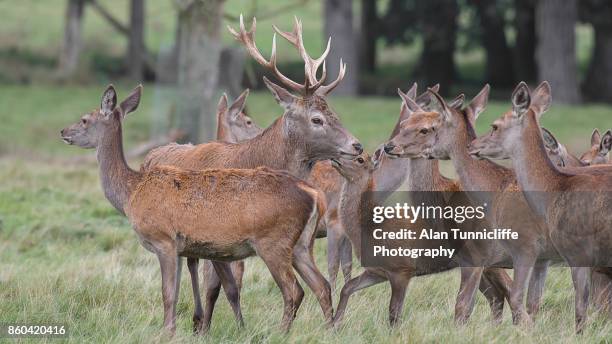 red deer herd - concept does not exist stock-fotos und bilder