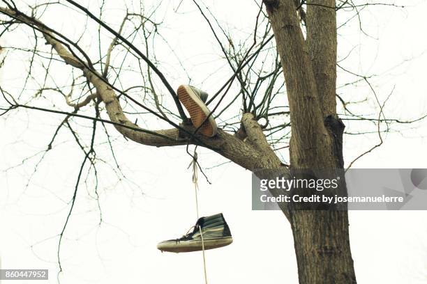 zapatillas atadas en el árbol - josemanuelerre stock-fotos und bilder