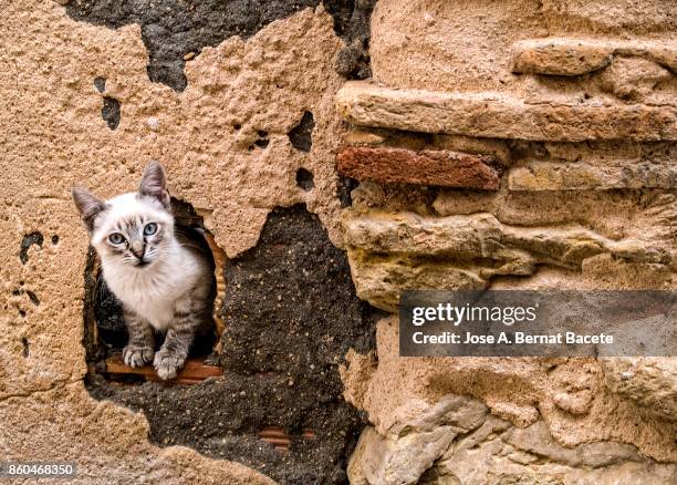 young street cat, extracting the head for the hole of a former wall in the street - breaking through wall stockfoto's en -beelden