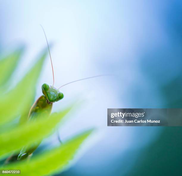 european mantis - mantis (mantis religiosa), insectos, arthropodos, cantabria, spain, europe - insectos stock pictures, royalty-free photos & images