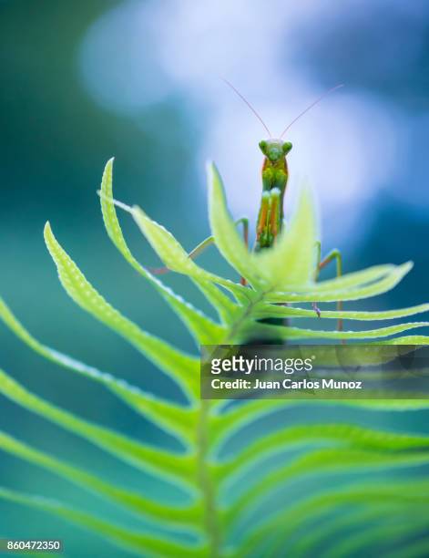 european mantis - mantis (mantis religiosa), insectos, arthropodos, cantabria, spain, europe - insectos stock pictures, royalty-free photos & images