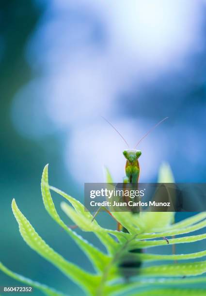 european mantis - mantis (mantis religiosa), insectos, arthropodos, cantabria, spain, europe - insectos stock pictures, royalty-free photos & images