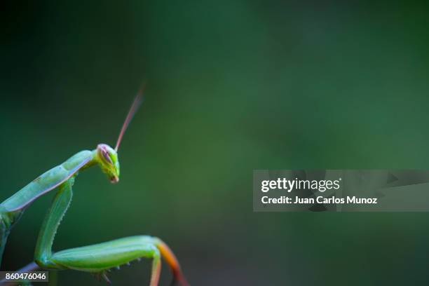 european mantis - mantis (mantis religiosa), insectos, arthropodos, cantabria, spain, europe - insectos stock pictures, royalty-free photos & images