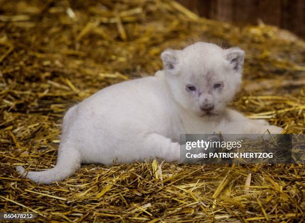 New born white lion cub is pictured at the zoological park of the eastern French city of Amneville on October 12, 2017.