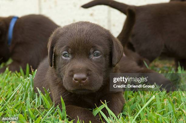 chocolate lab puppy laying in the grass. - chocolate labrador stock pictures, royalty-free photos & images