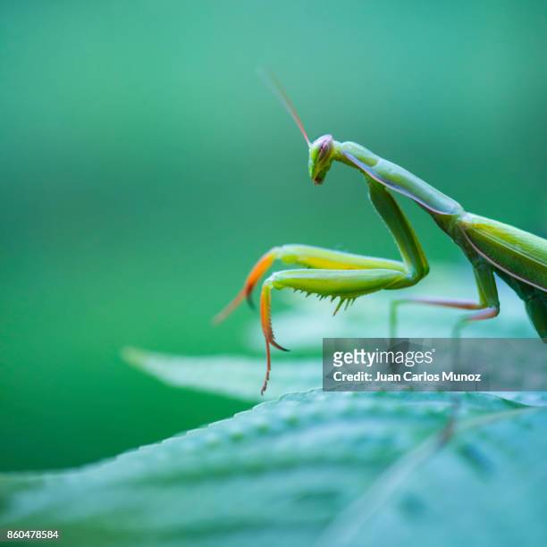 european mantis - mantis (mantis religiosa), insectos, arthropodos, cantabria, spain, europe - insectos stock pictures, royalty-free photos & images