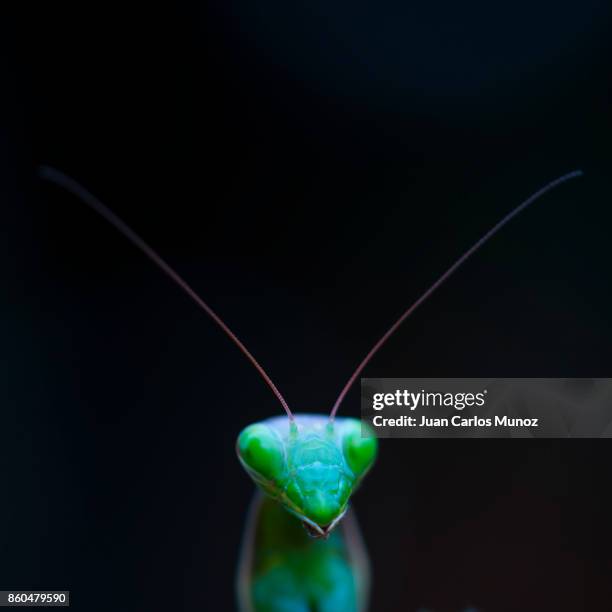 european mantis - mantis (mantis religiosa), insectos, arthropodos, cantabria, spain, europe - insectos stock pictures, royalty-free photos & images