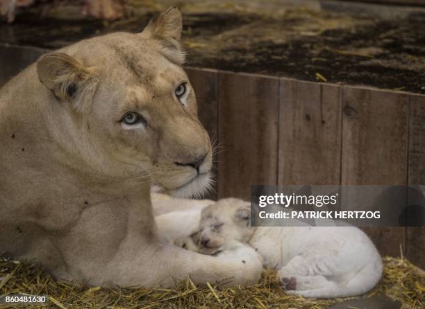 New born white lion cubs are pictured with their mother at the zoological park of the eastern French city of Amneville on October 12, 2017.