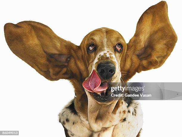 basset hound with ears flying - gandee stockfoto's en -beelden