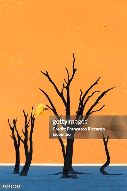 namib desert, dead vlei, sossusvlei sand dunes, namibia, africa - iacomino namibia stock-fotos und bilder