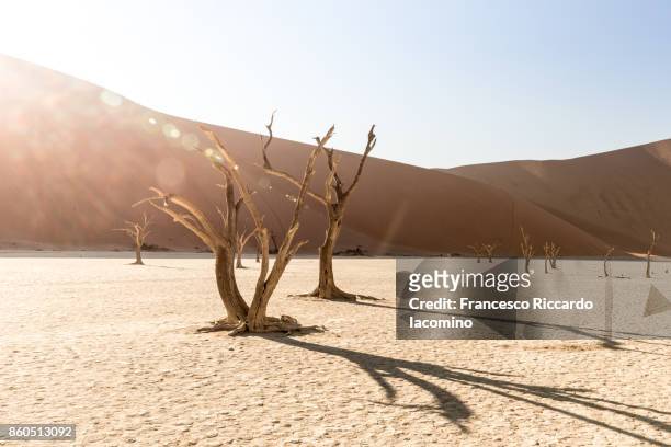 namib desert, dead vlei, sossusvlei sand dunes, namibia, africa - iacomino namibia stock pictures, royalty-free photos & images