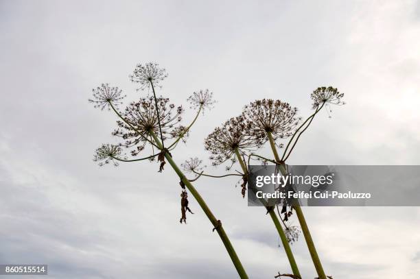 dried angelica plant at hofsos, north iceland - angelica stock pictures, royalty-free photos & images