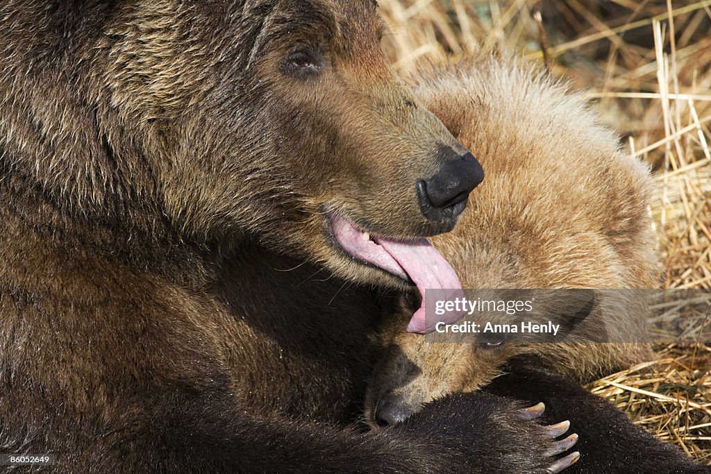 Grizzly bear licking cub