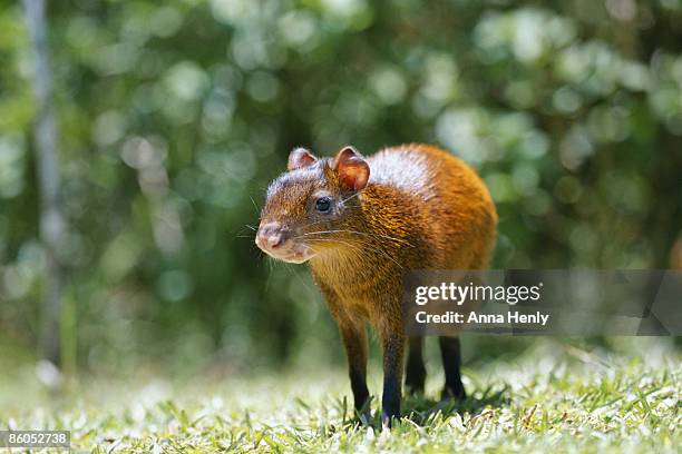 central american agouti outdoors - agouti animal stock pictures, royalty-free photos & images